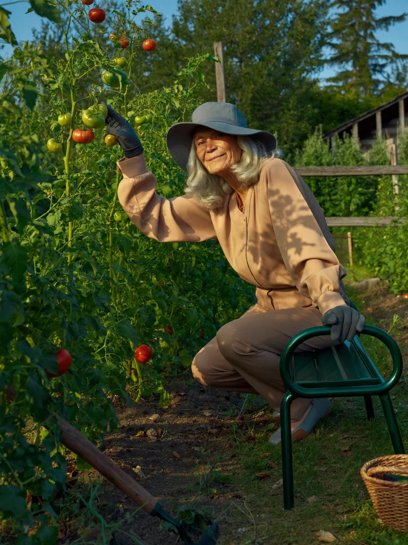 Panca per inginocchiarsi con maniglie a fine filare di pomodori nella luce del pomeriggio